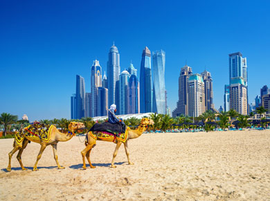 camels on Jumeirah beach Dubai
