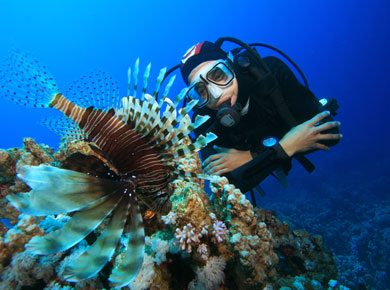 male Diver manta underwater