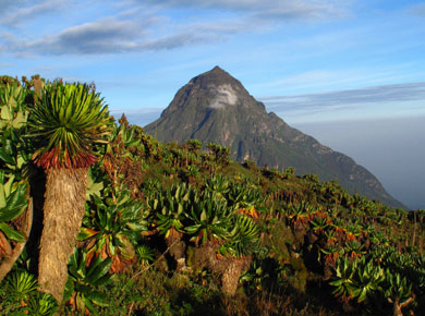 Rwanda - Mikeno Volcano
