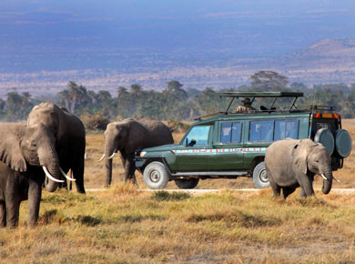 safari game drive with the elephants