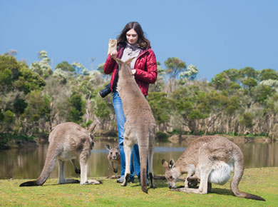 woman feeding kangaroos